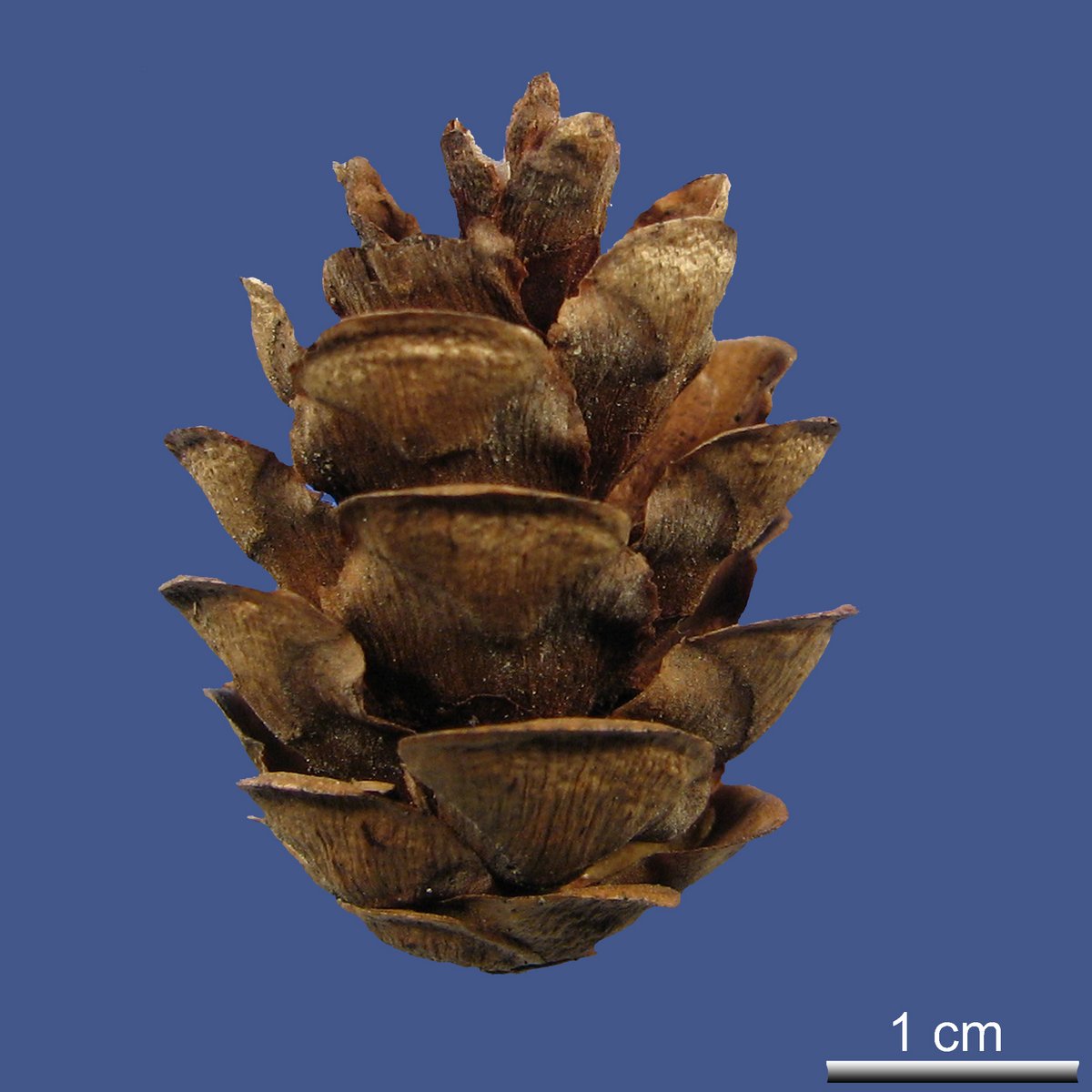 Tsuga canadensis (L.) CARRIÈRE
