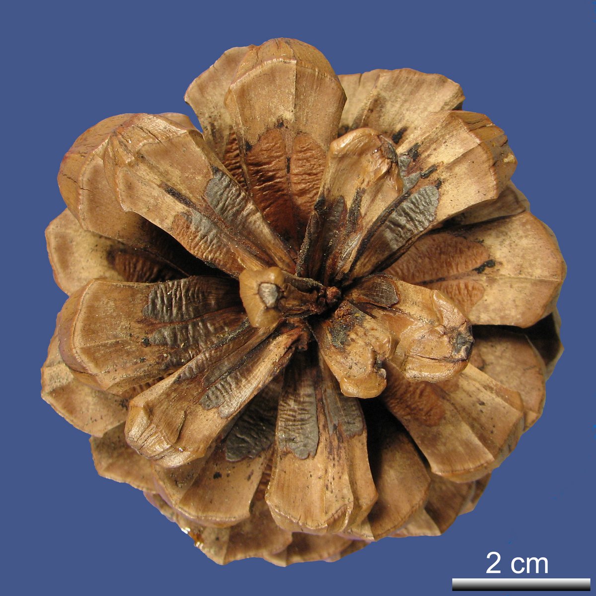 Pinus roxburghii SARG.