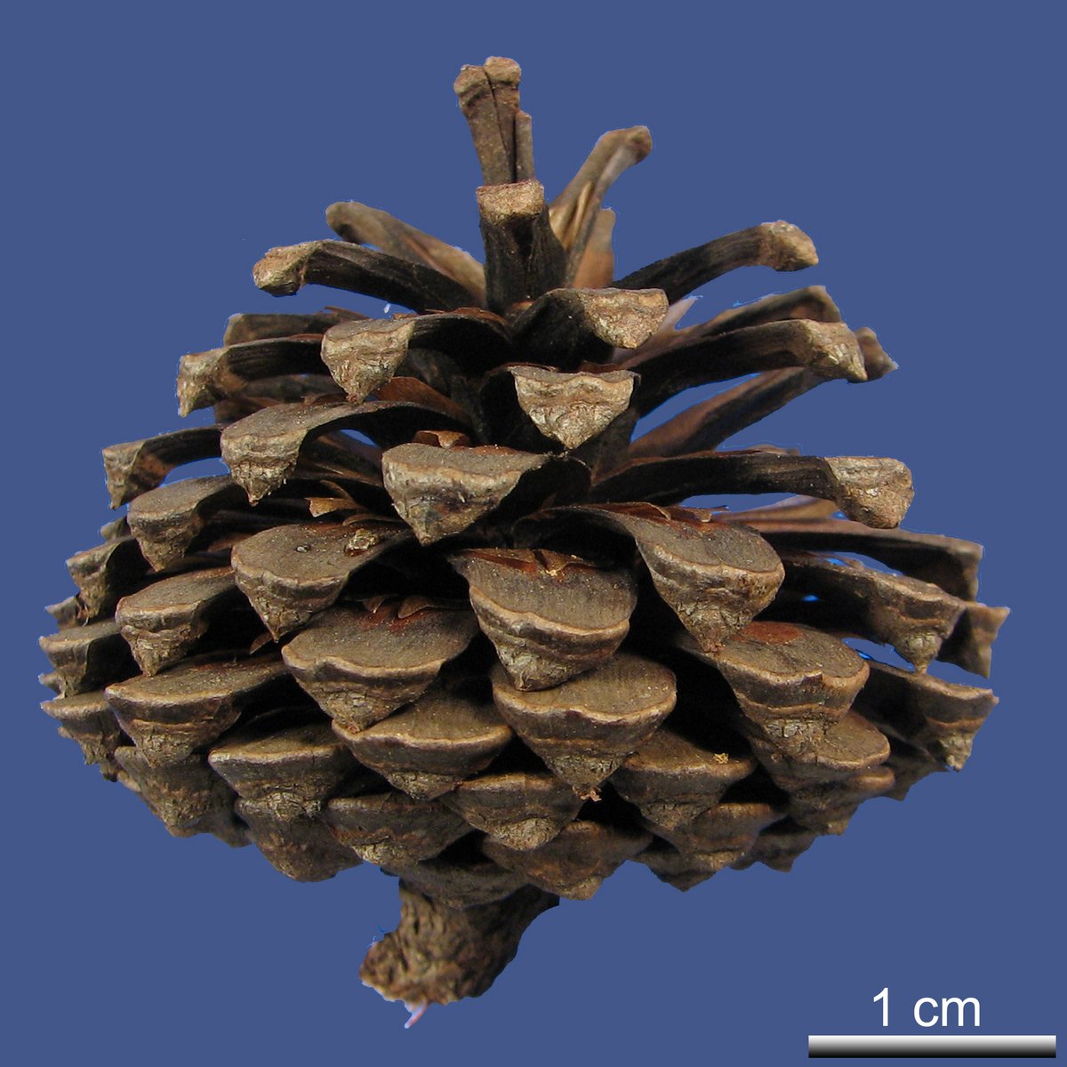 Pinus lawsonii ROEZL ex GORDON