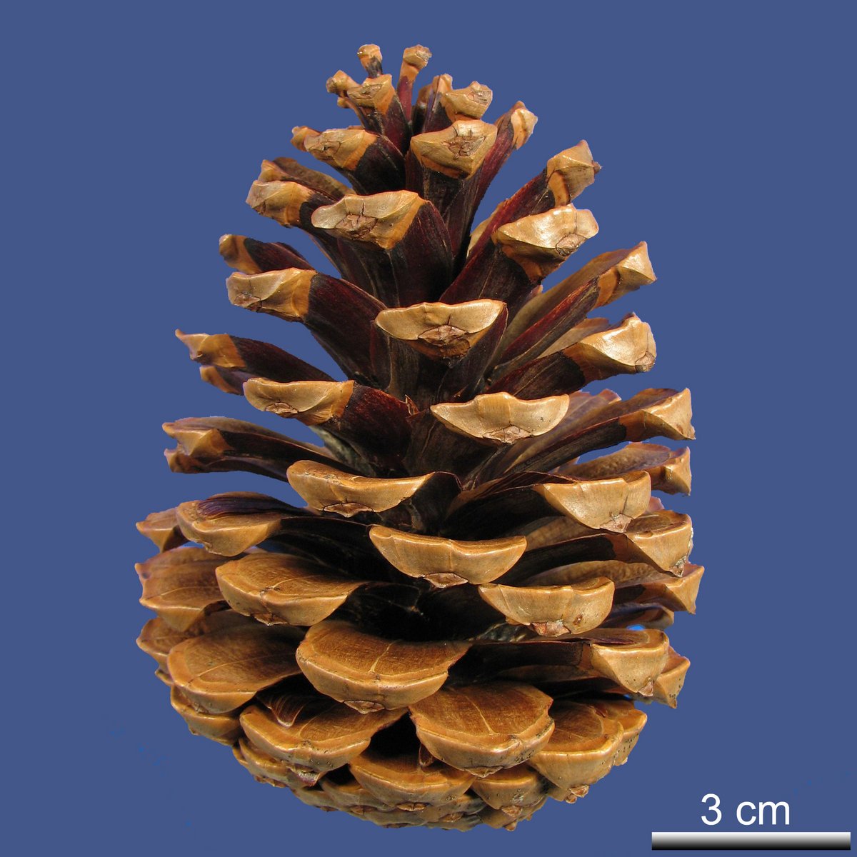 Pinus pinaster AITON ssp. pinaster