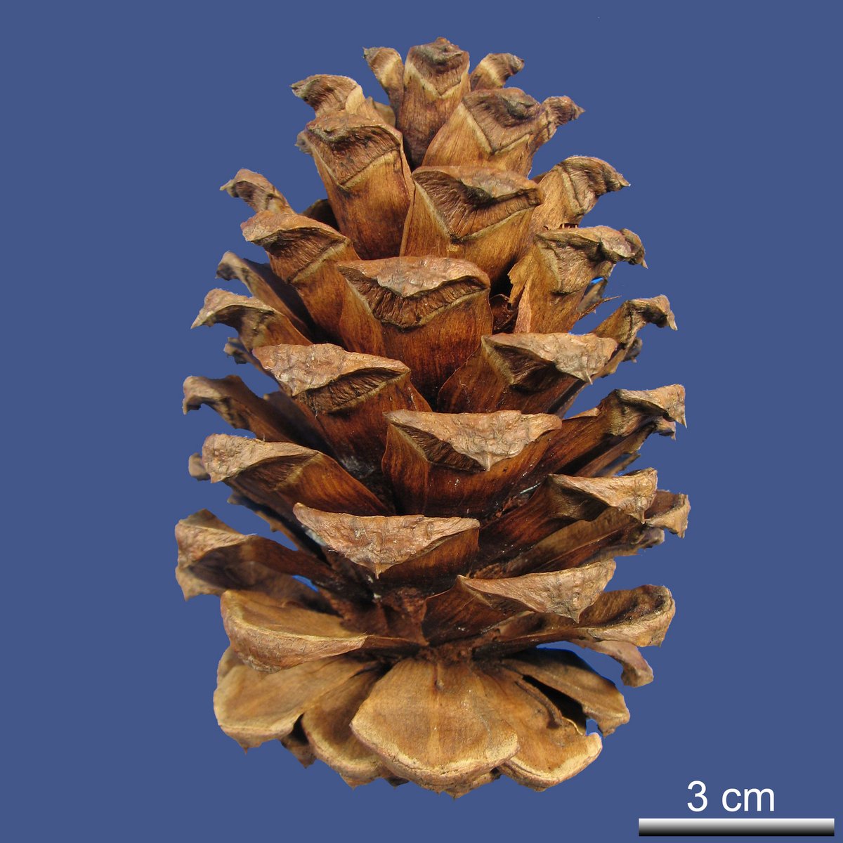 Pinus ponderosa DOUGLAS ex. C. LAWSON var. scopulorum ENGELM.