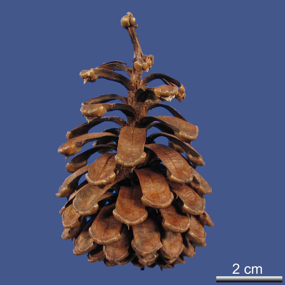 Pinus elliottii ENGELM. var. densa LITTLE et K.W. DORMAN
