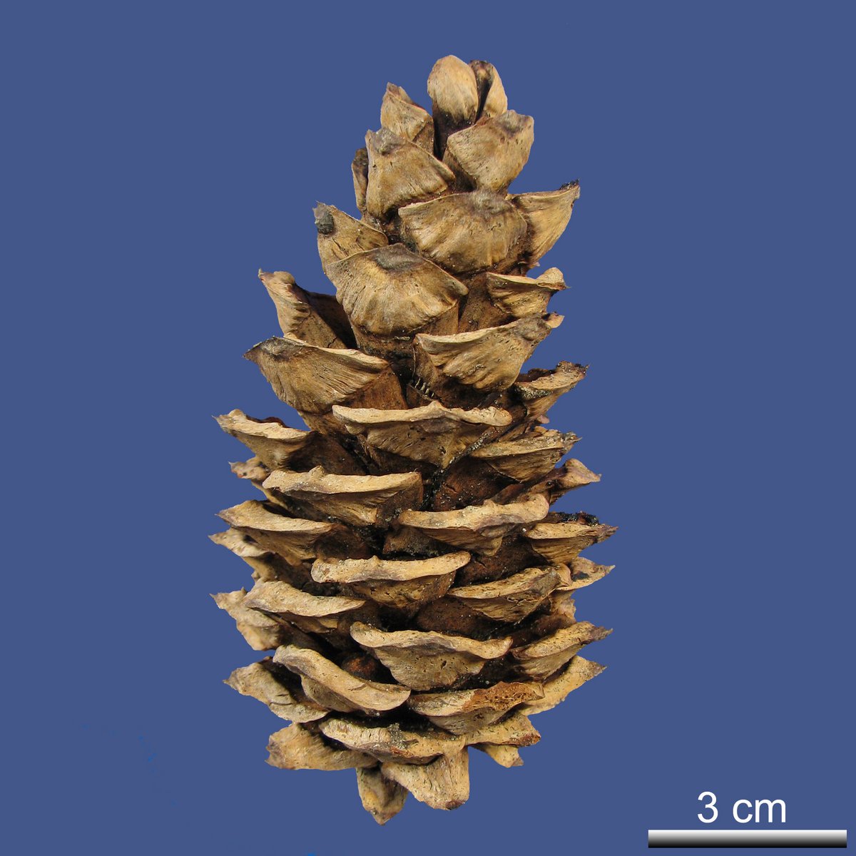 Pinus flexilis E. JAMES var. flexilis