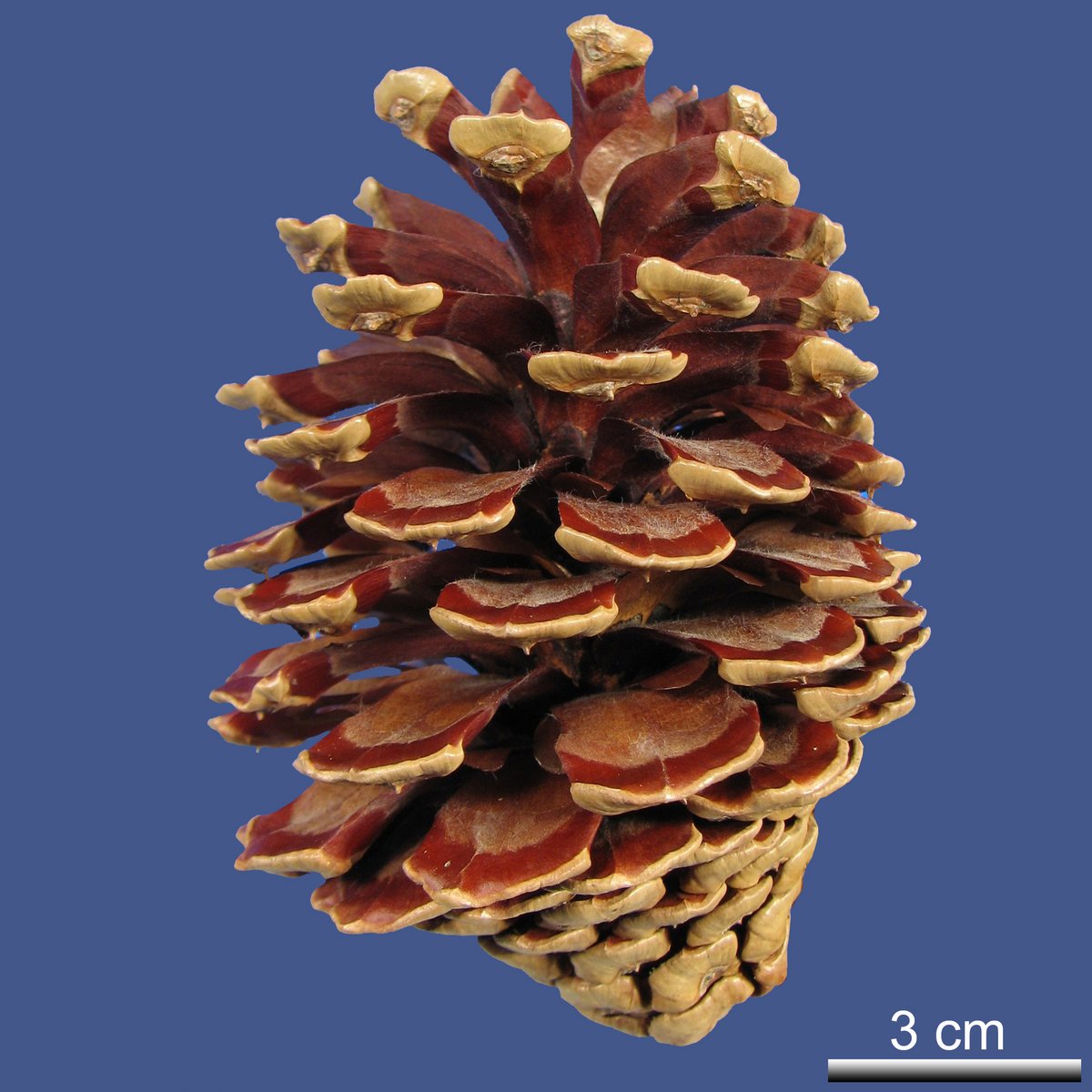 Pinus greggii ENGELM. ex PARL. var. greggii