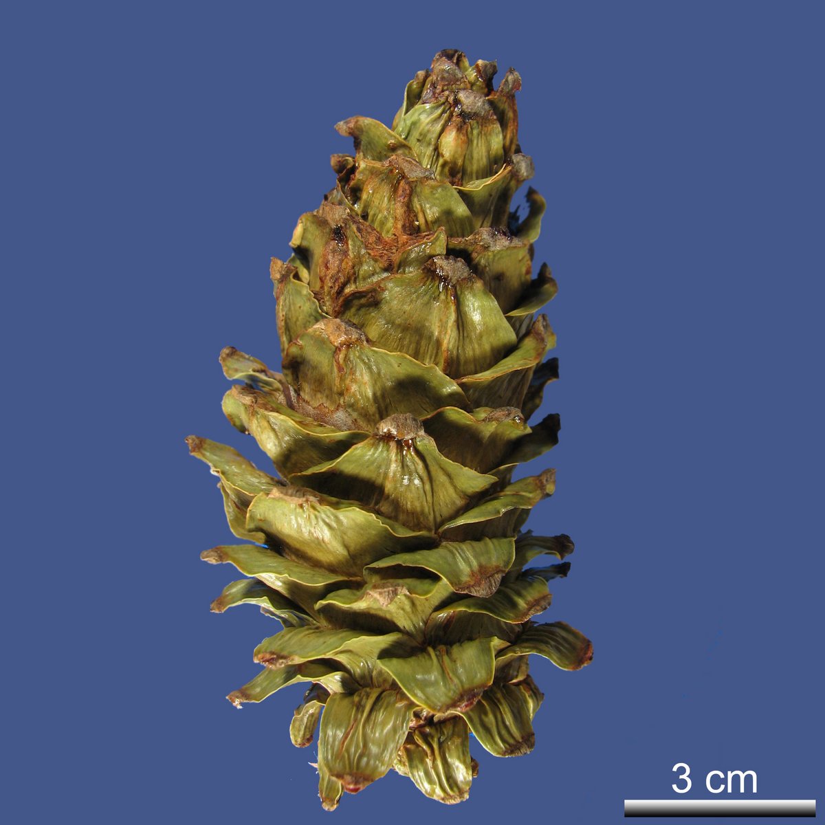 Pinus flexilis E. JAMES var. flexilis