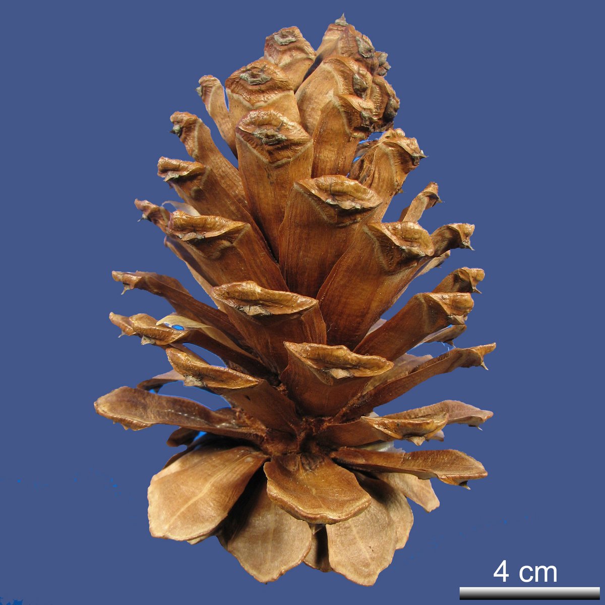 Pinus jeffreyi BALF.