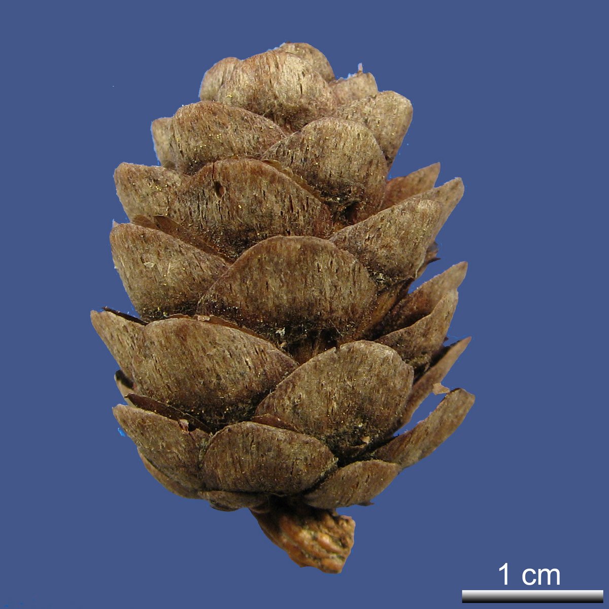Larix gmelinii (RUPR.) RUPR. var. japonica (MAXIM. ex REGEL) PILG