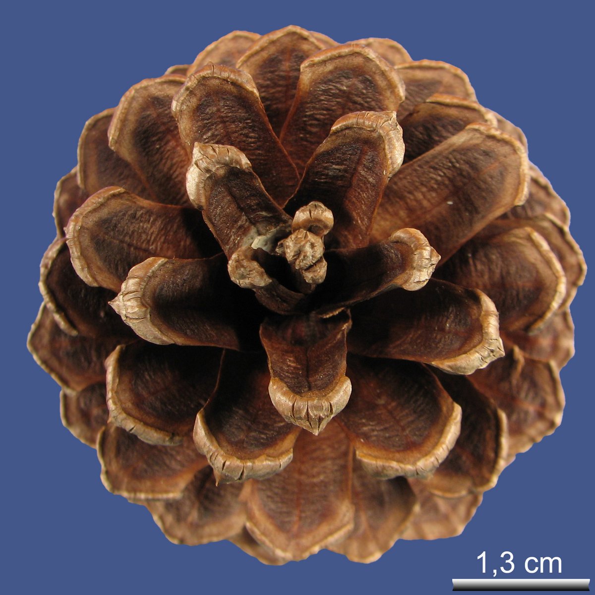Pinus elliottii ENGELM. var. elliottii