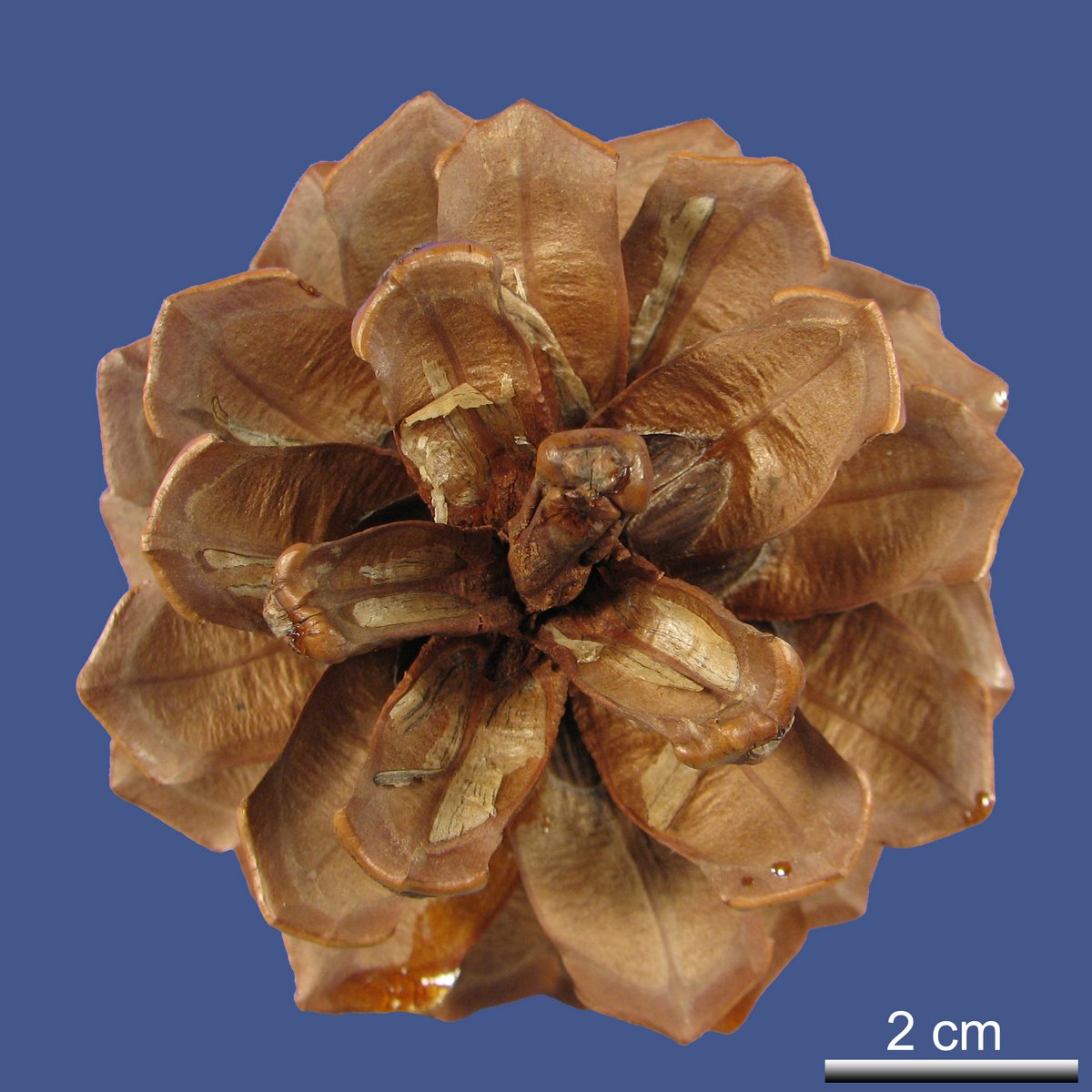 Pinus canariense C. SM.