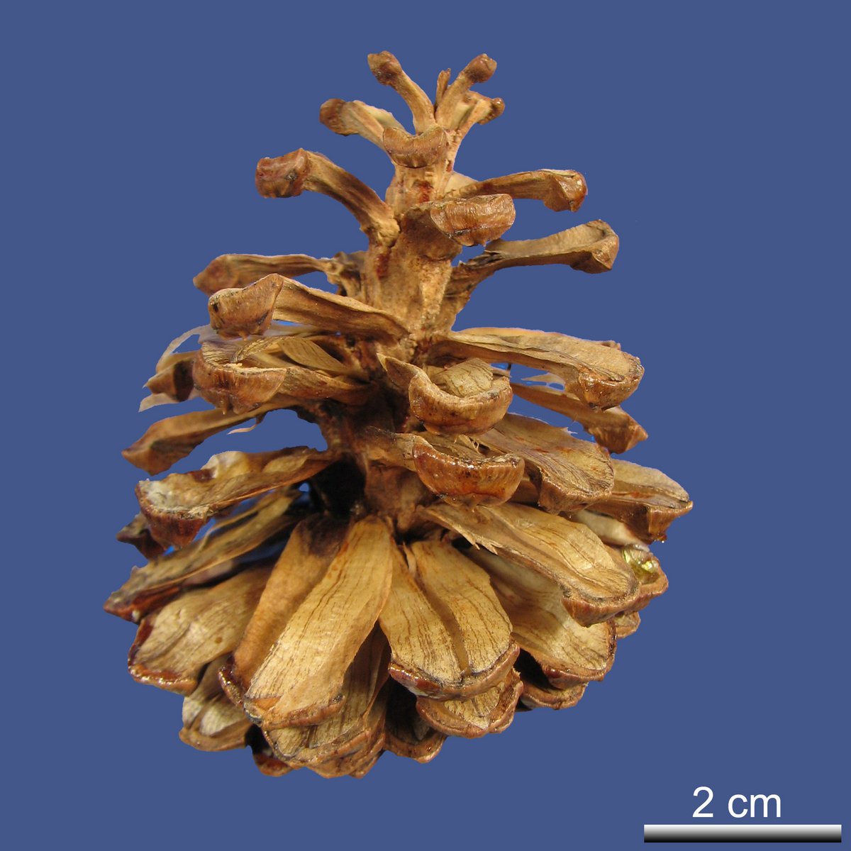 Pinus leucodermis ANTOINE