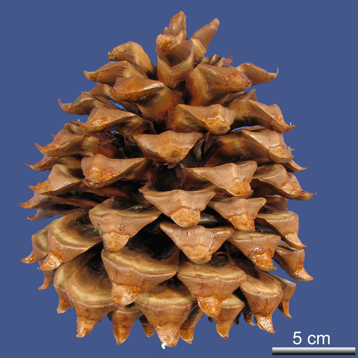 Pinus sabineana DOUGLAS ex D. DON