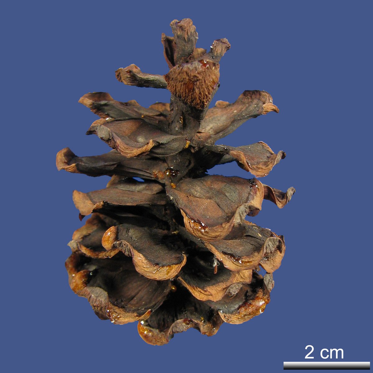 Pinus parviflora SIEBOLD et ZUCC. var. parviflora