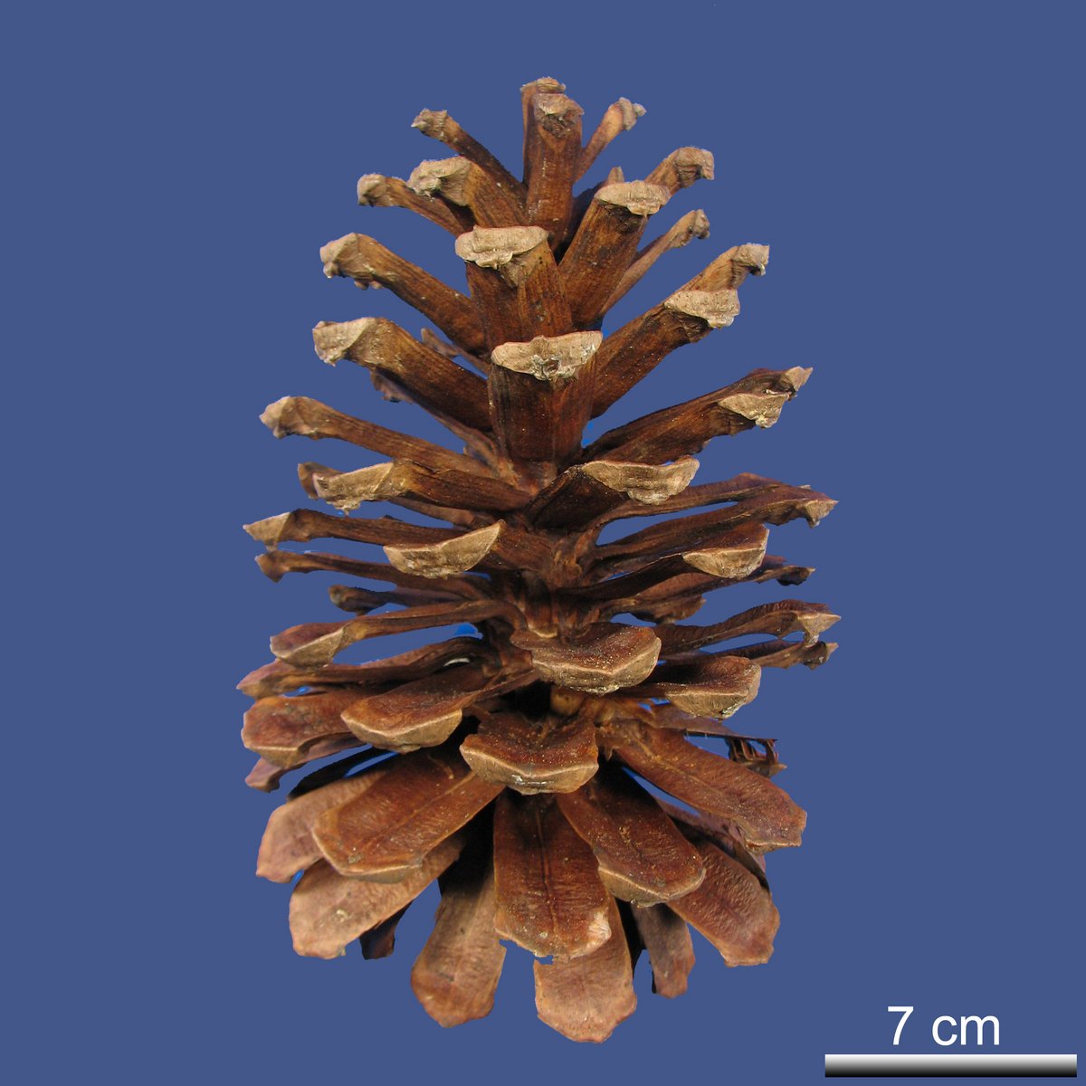 Pinus palustris MILL.