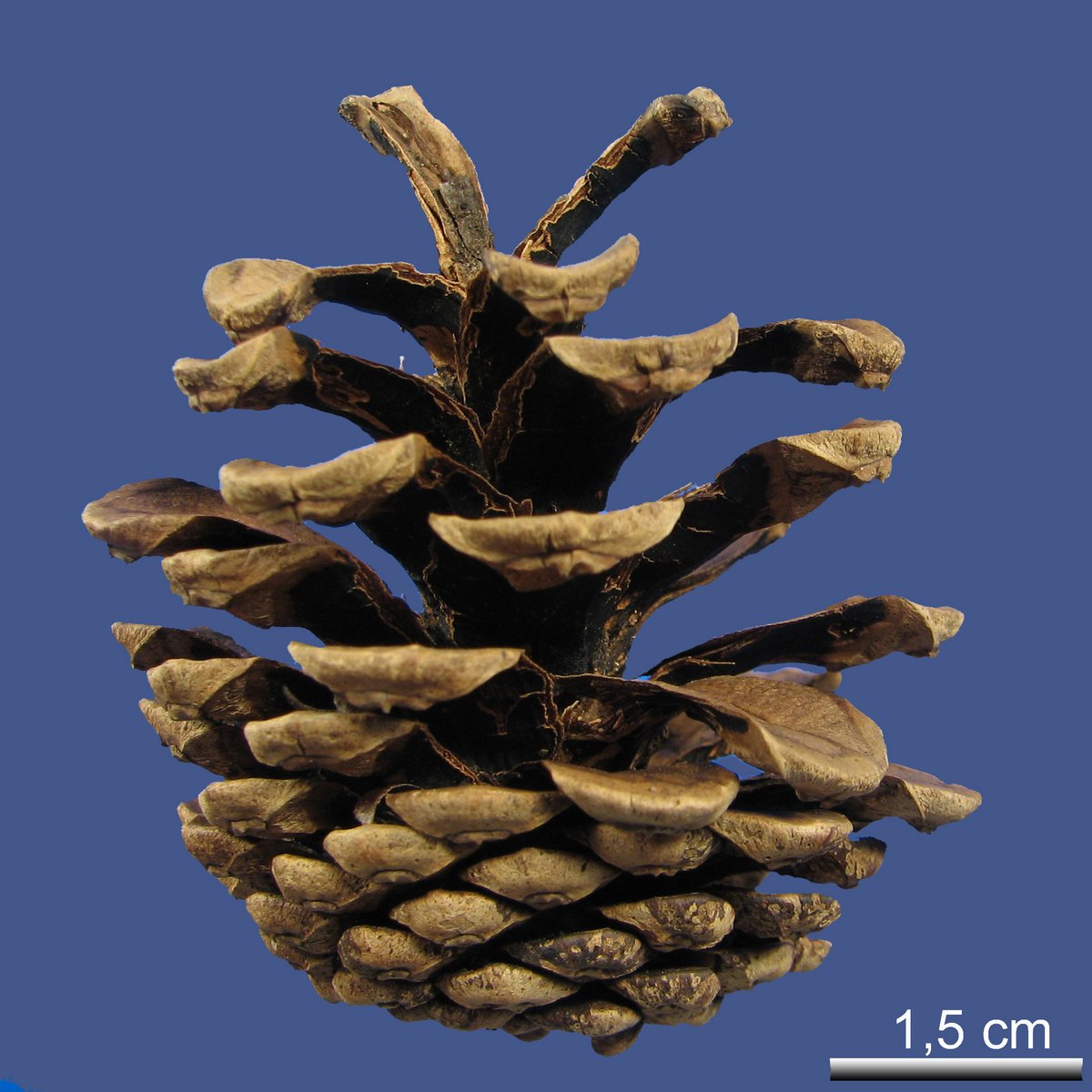 Pinus ponderosa DOUGLAS ex. C. LAWSON var. ponderosa