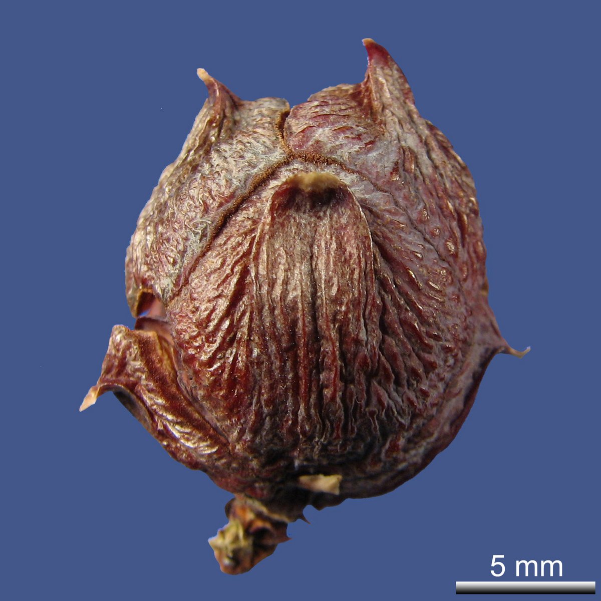 Cupressus arizonica GREENE var. fastigiata