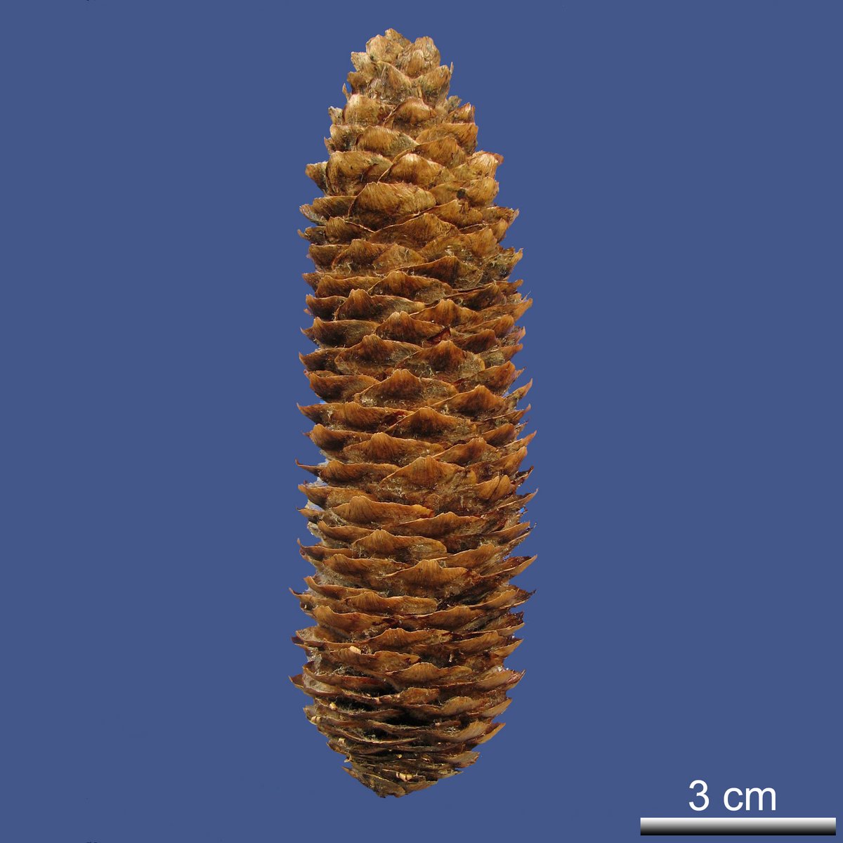 Picea likiangensis (FRANCH) E. PRITZ var. montigena W.C. CHENG