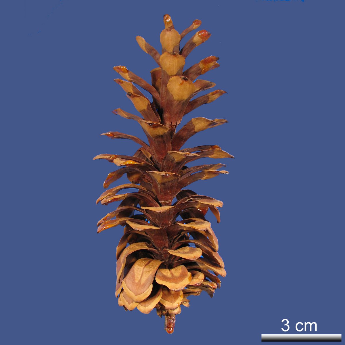 Pinus monticola DOUGLAS ex D. DON