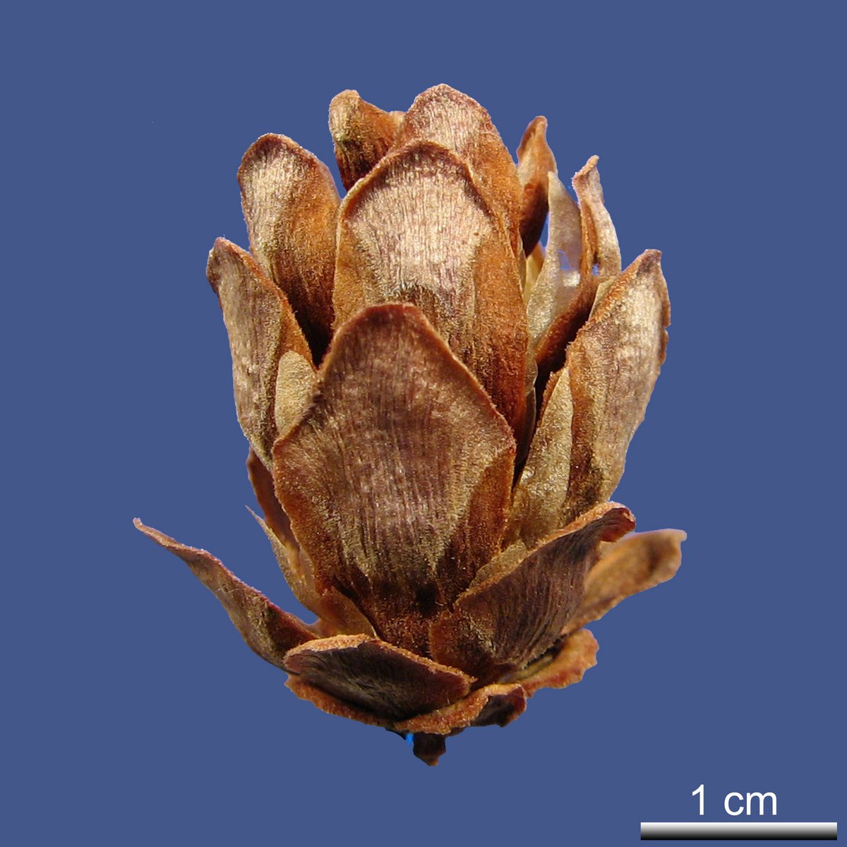 Tsuga heterophylla (RAF.) SARG.
