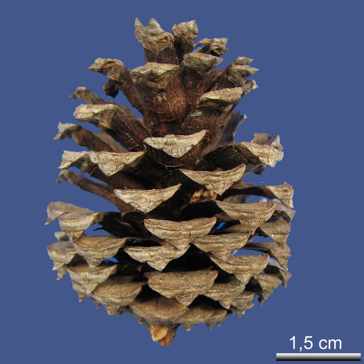 Pinus echinata MILL.