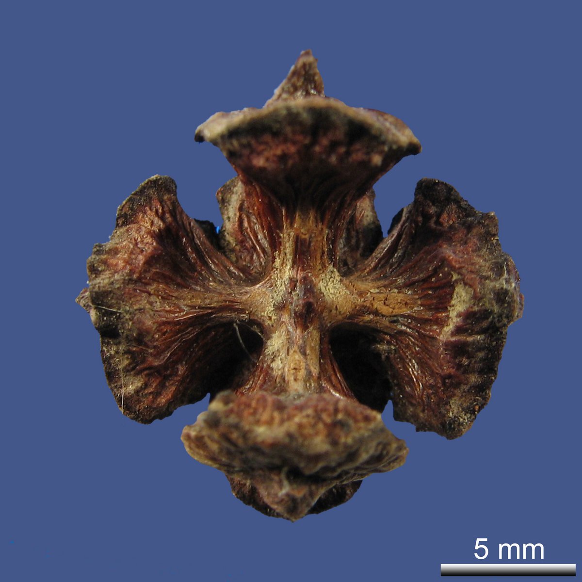 X Cupressocyparis notabilis (A. F. MITCHELL) FARJON 2002
