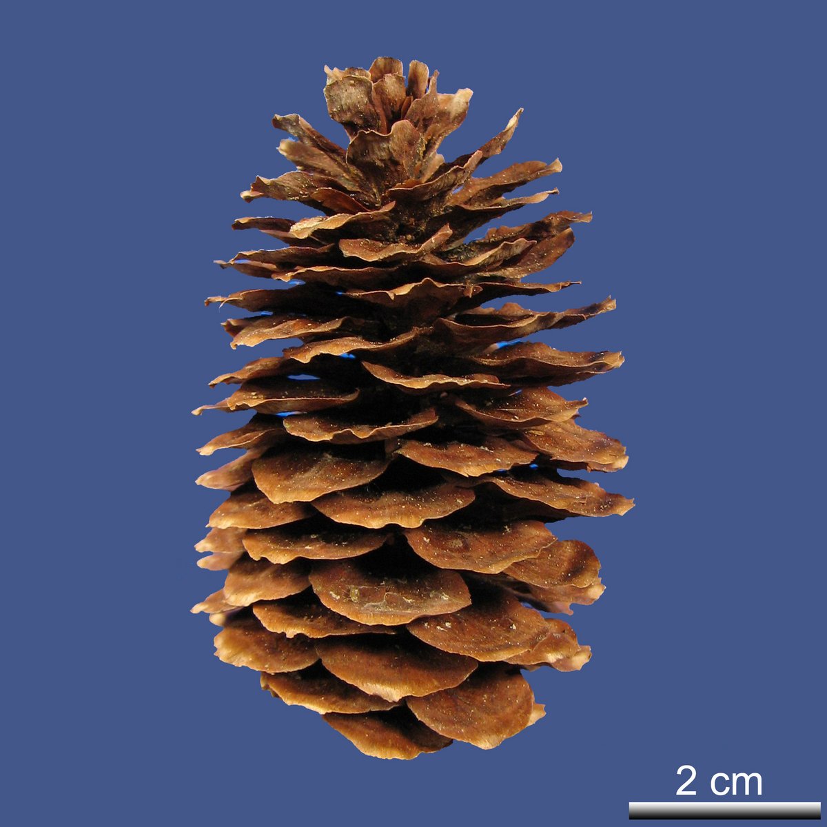 Picea brachytla (FRANCH) E. PRITZ. var. rhombisquamea STAPF