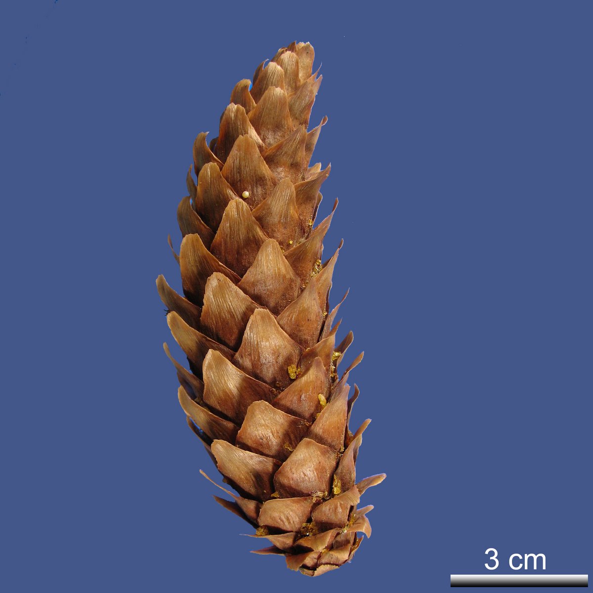 Picea jezoensis (SIEBOLD et ZUCC.) CARRIÈRE ssp. jesoenzis var. jezoensis
