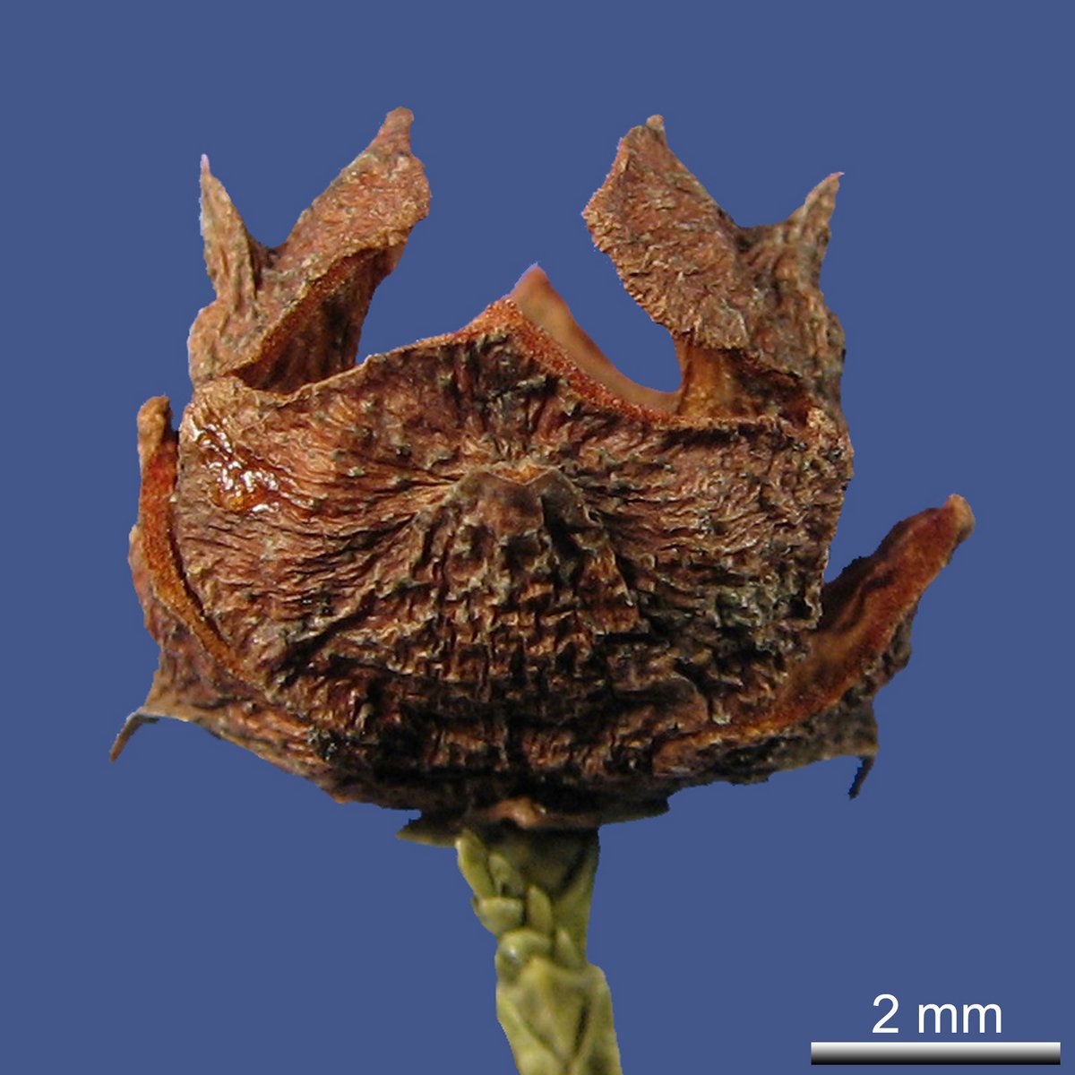 Cupressus nootkatensis D.DON